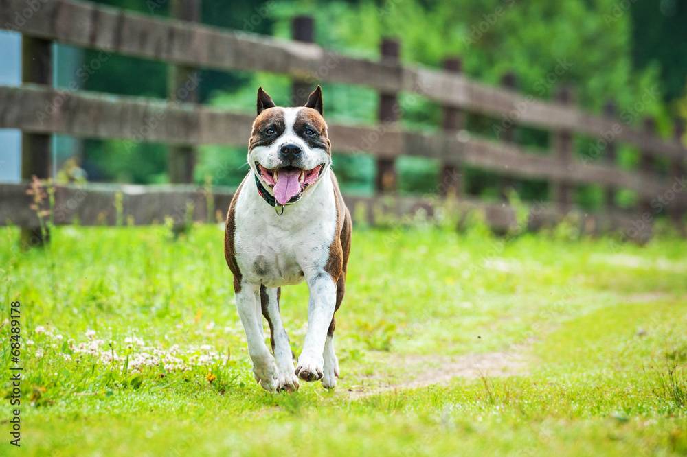 American staffordshire terrier running along the fence