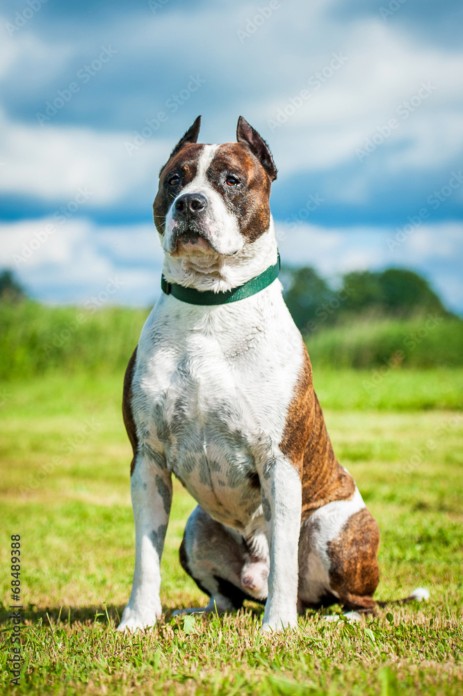 American staffordshire terrier sitting on the lawn