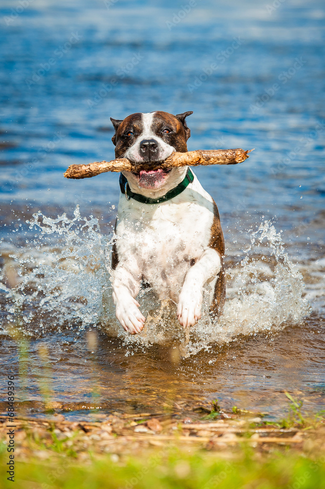 American staffordshire terrier running out of water American staffordshire terrier running out of water