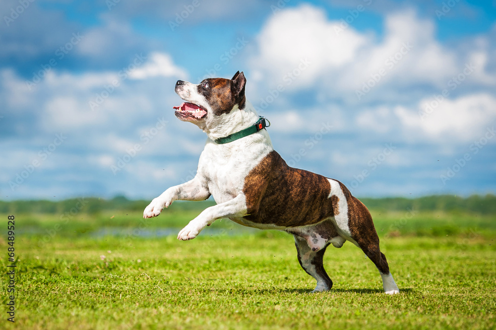 American staffordshire terrier running in summer