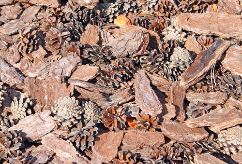 Brown background made of fir cones and pine bark