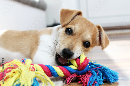 Fotografija Jack russel Terrier Welpe kaut an seinem Spielzeug