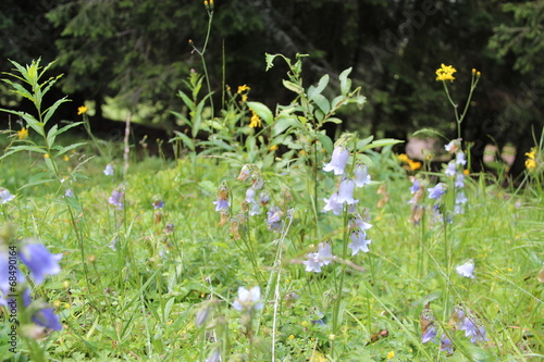 Fleurs de montagne