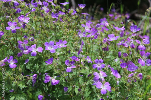 Fleurs de montagne