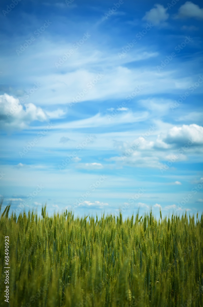 Obraz premium Green wheat field
