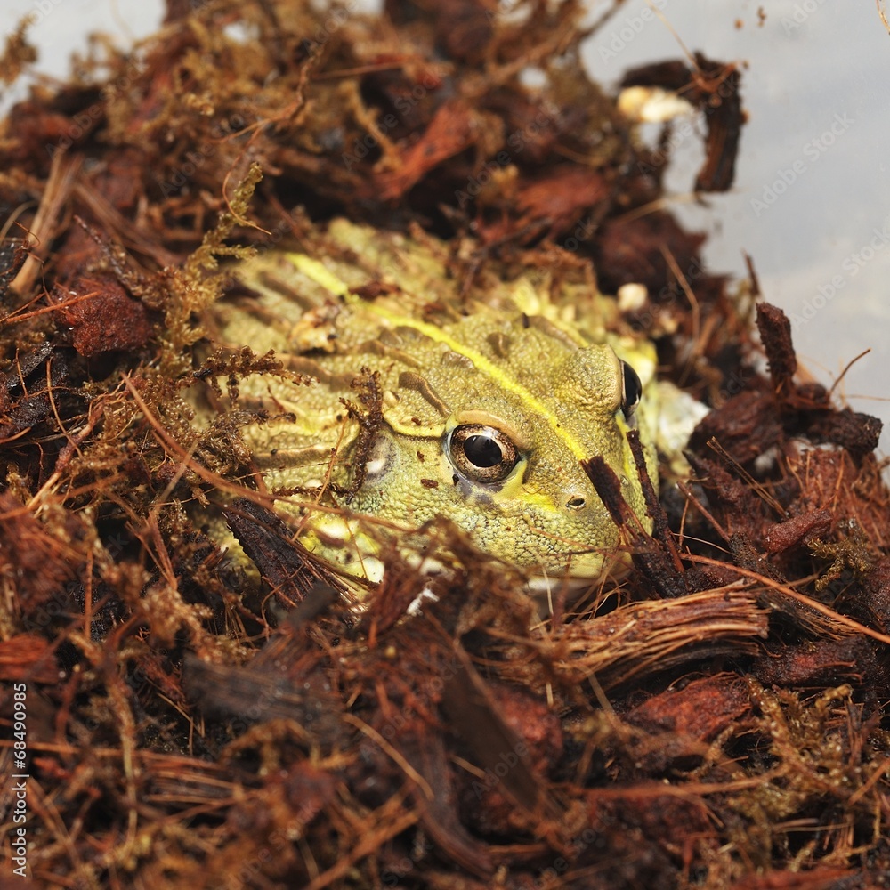Fototapeta premium Young Bull Frog