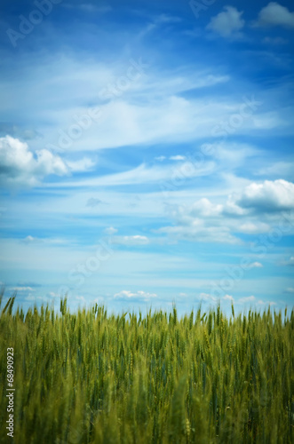 Green wheat field