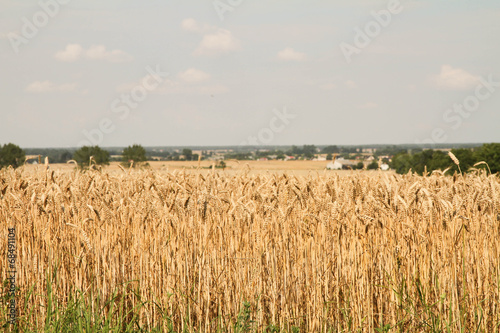 Field of wheat in Poland