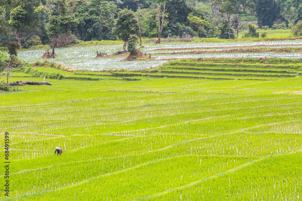 Karen tribe rice plantation in a Karen village, Thailand
