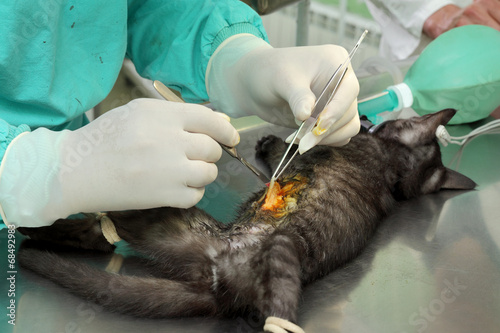 Fototapeta Naklejka Na Ścianę i Meble -  Animal surgery, cat sterilization and hernia operation