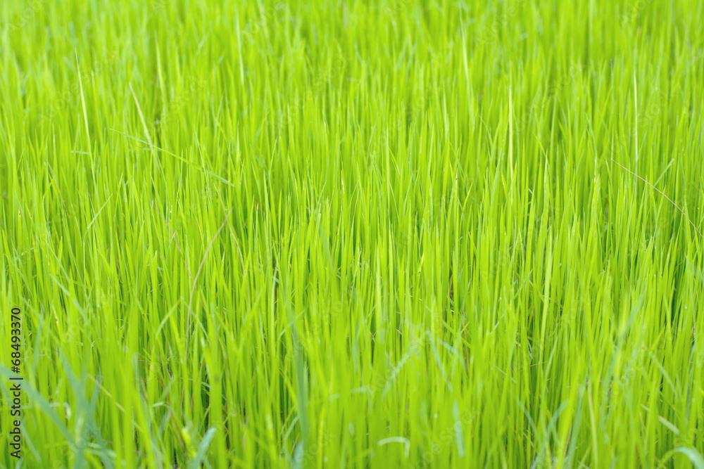 Obraz premium Rice background in the field.