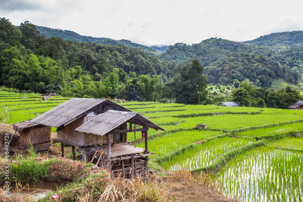 Greenish rice fields landscape