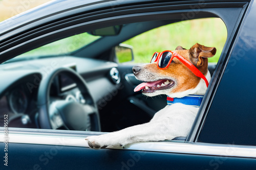 dog car  steering wheel photo