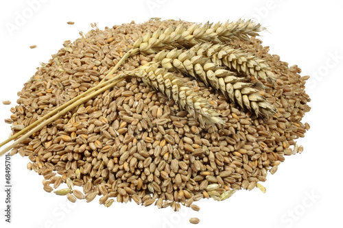 Wheat grains and cereals spike. Wheat isolated on white backgrou