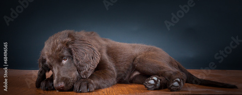 Portrait Welpe im Studio photo