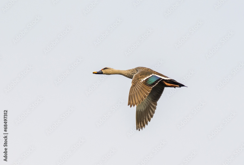 Obraz premium Spot Billed Duck (Anas Poecilorhyncha)