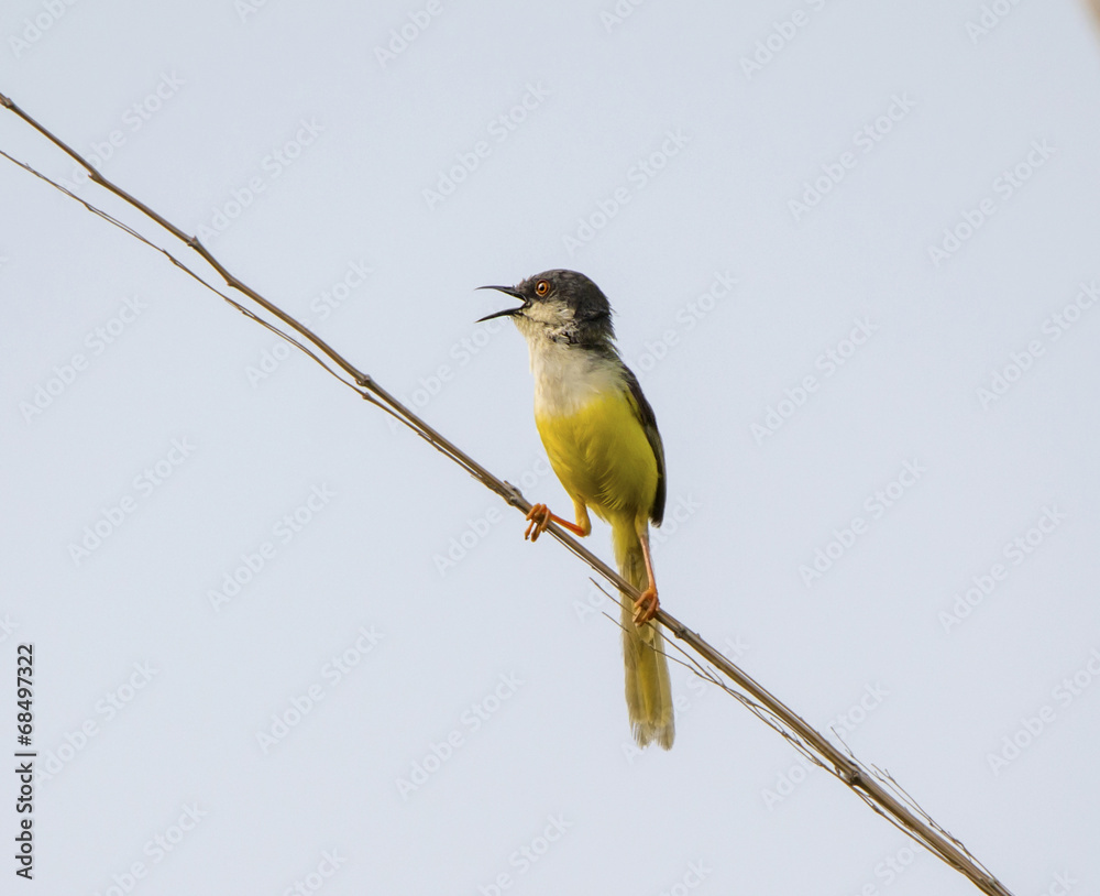 Fototapeta premium Ashy Prinia(Prinia Socialis)