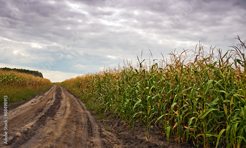 the corn field