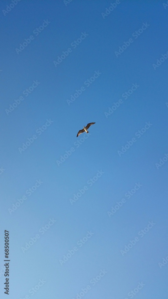 Gaviota volando