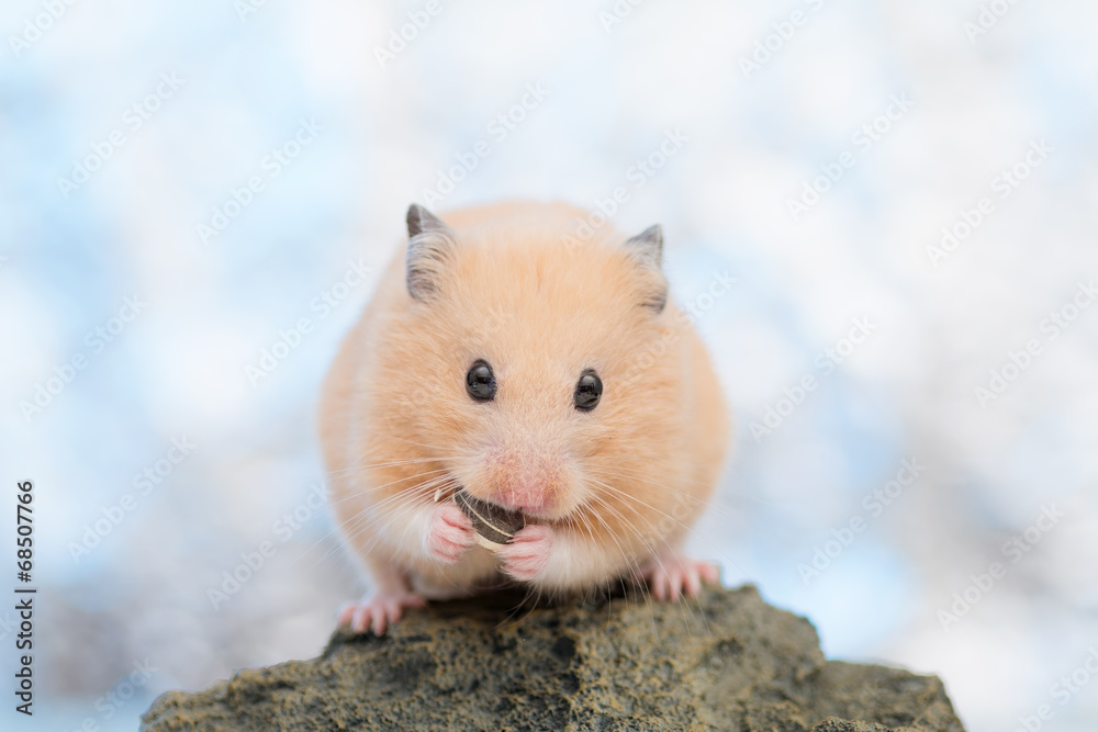 ひまわりの種を食べるハムスター Stock 写真 Adobe Stock