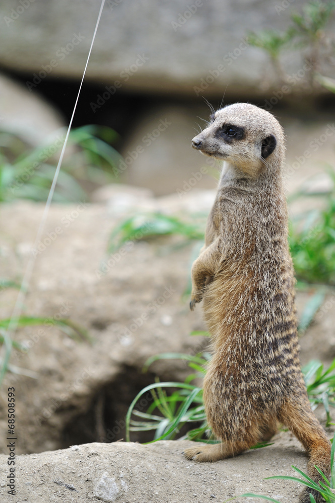 Fototapeta premium ミーアキャット