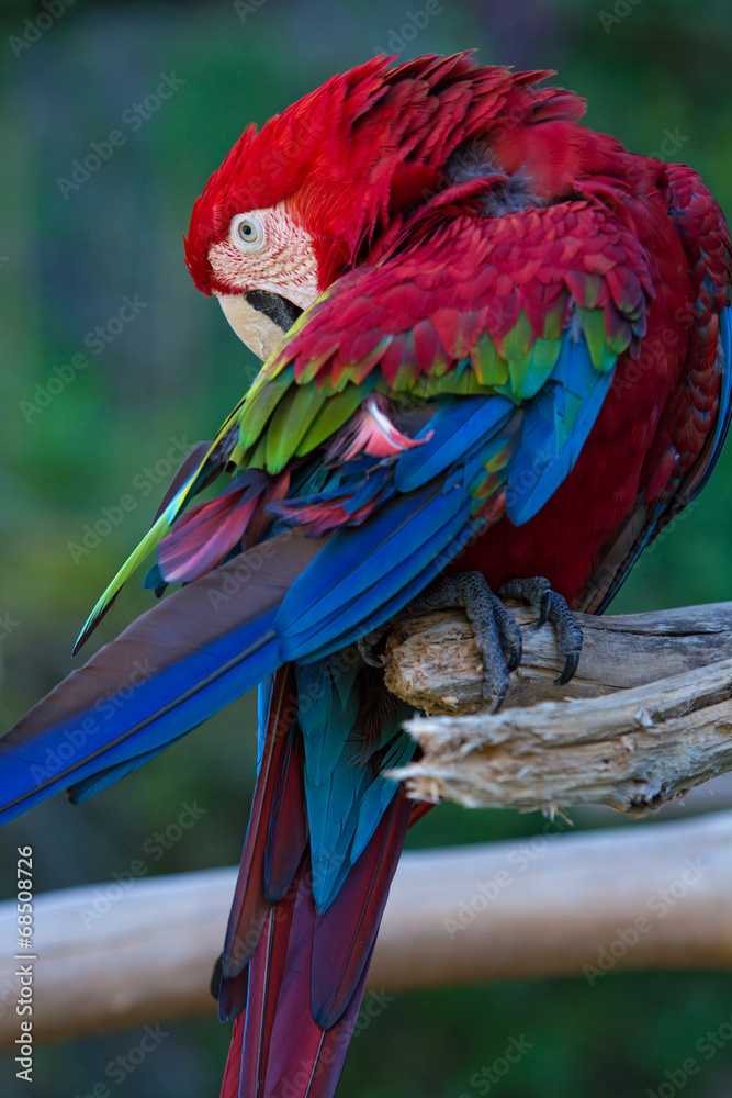 Obraz premium アカコンゴウインコ