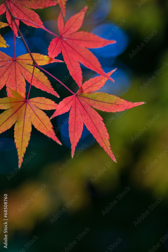 紅葉 紅葉