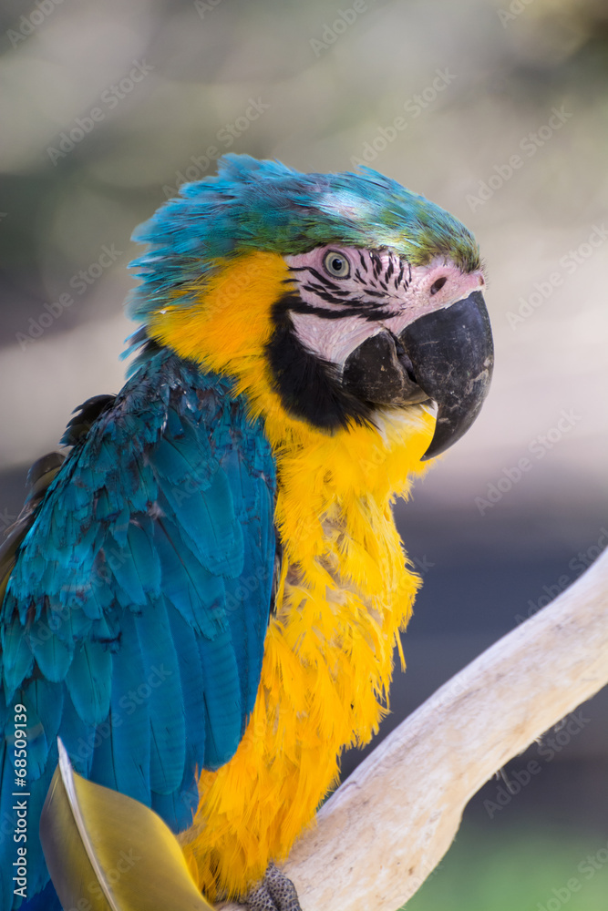 ルリコンゴウインコ