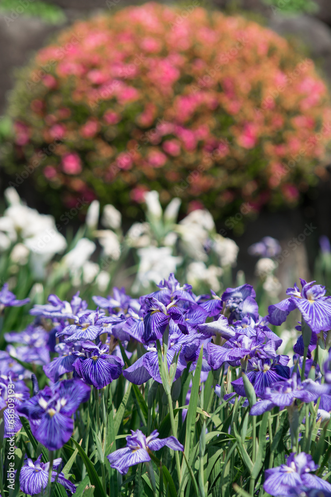 Obraz premium 花菖蒲＠大村公園