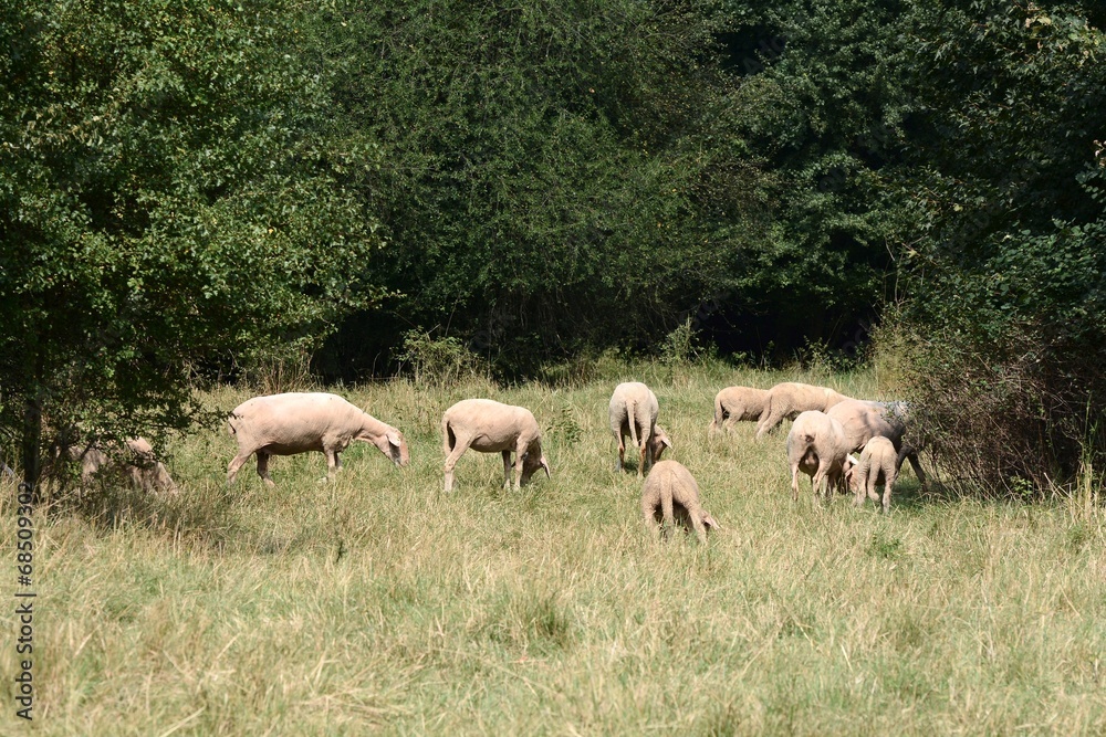 Schafe im Park