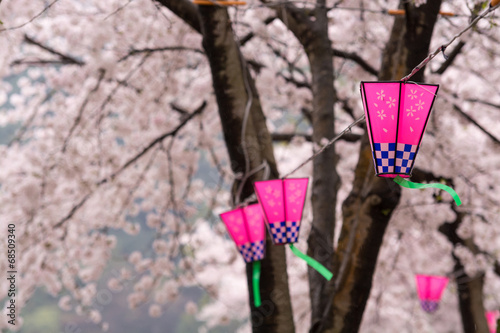 桜とランタン