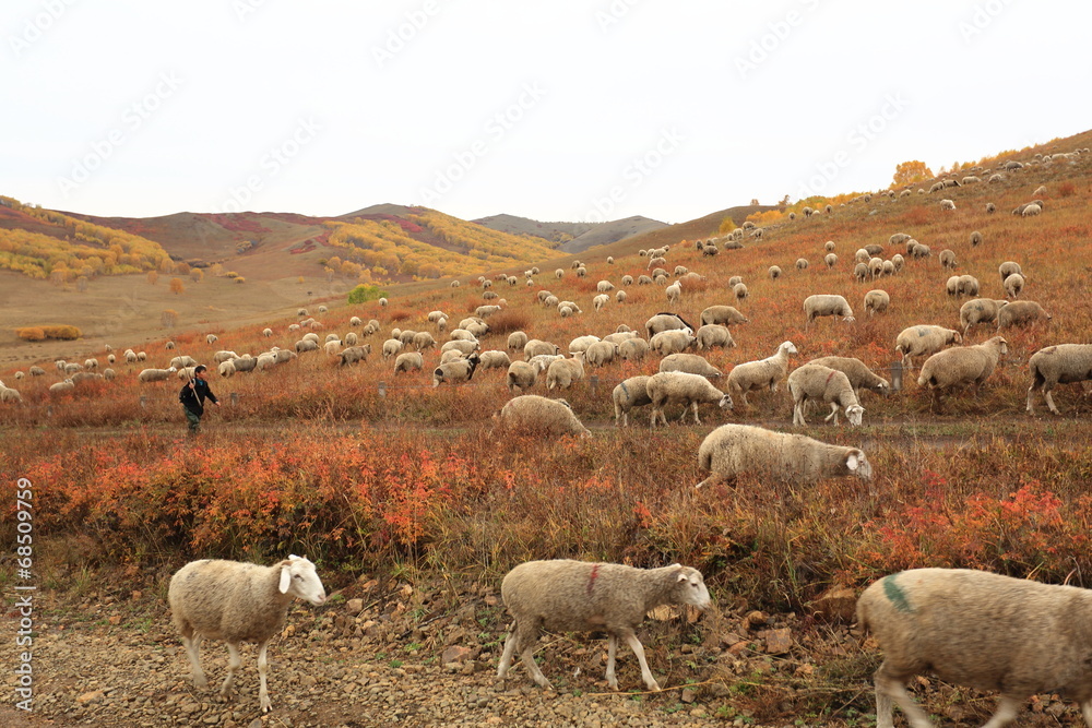 Obraz premium pasture