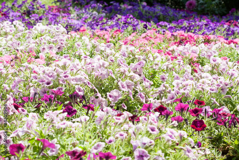 Naklejka premium Petunia flower