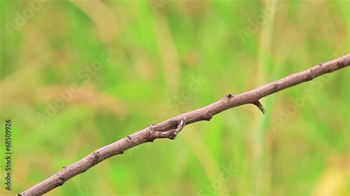 Male Red Avadavat(Amandava amandava) on the branch photo