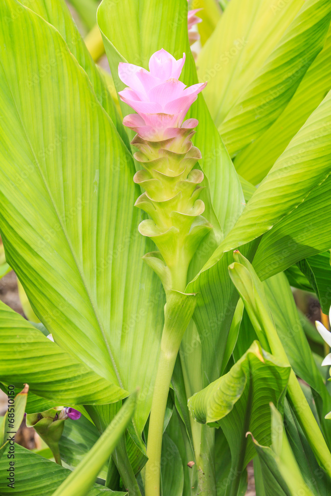 Fototapeta premium Curcuma aeruqinosa flower