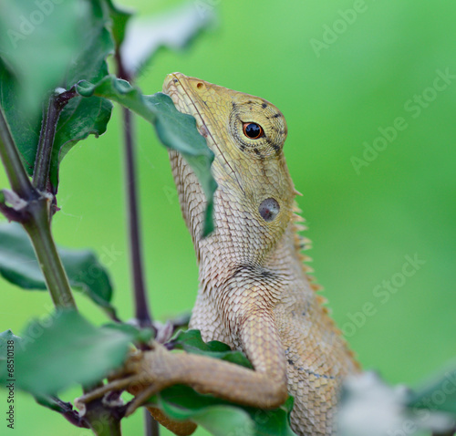 side view  of Oriental garden lizard  Calotes mystaceus  hanging