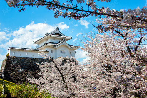 castle and cherry blossoms