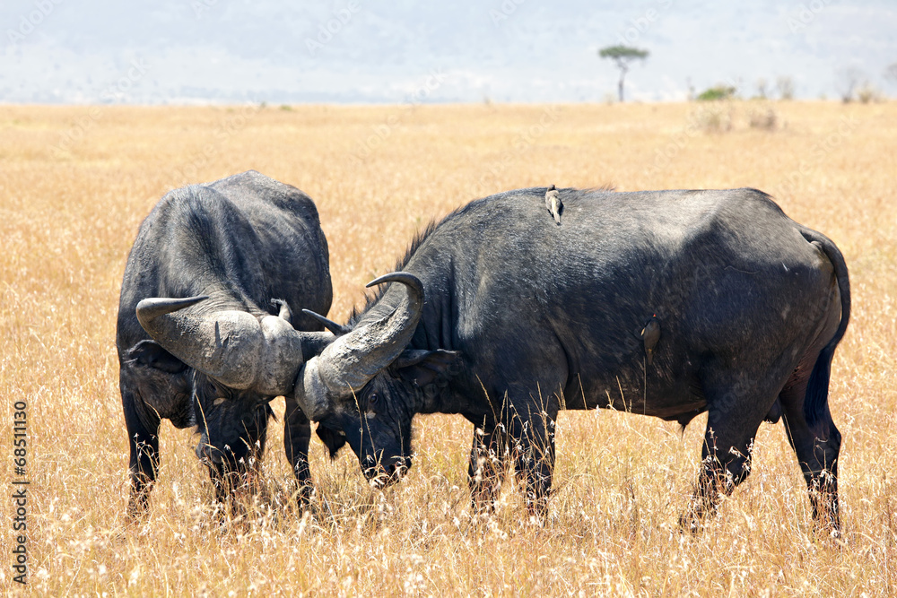 Cape Buffalo Sparring on the Masai Mara in Africa Cape Buffalo Sparring on the Masai Mara in Africa