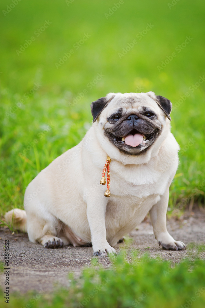 Little fat pug foto de Stock | Adobe Stock