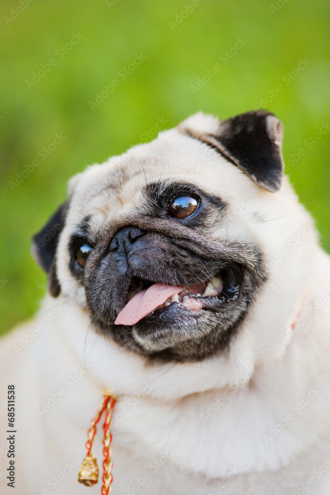 Funny Pug Portrait