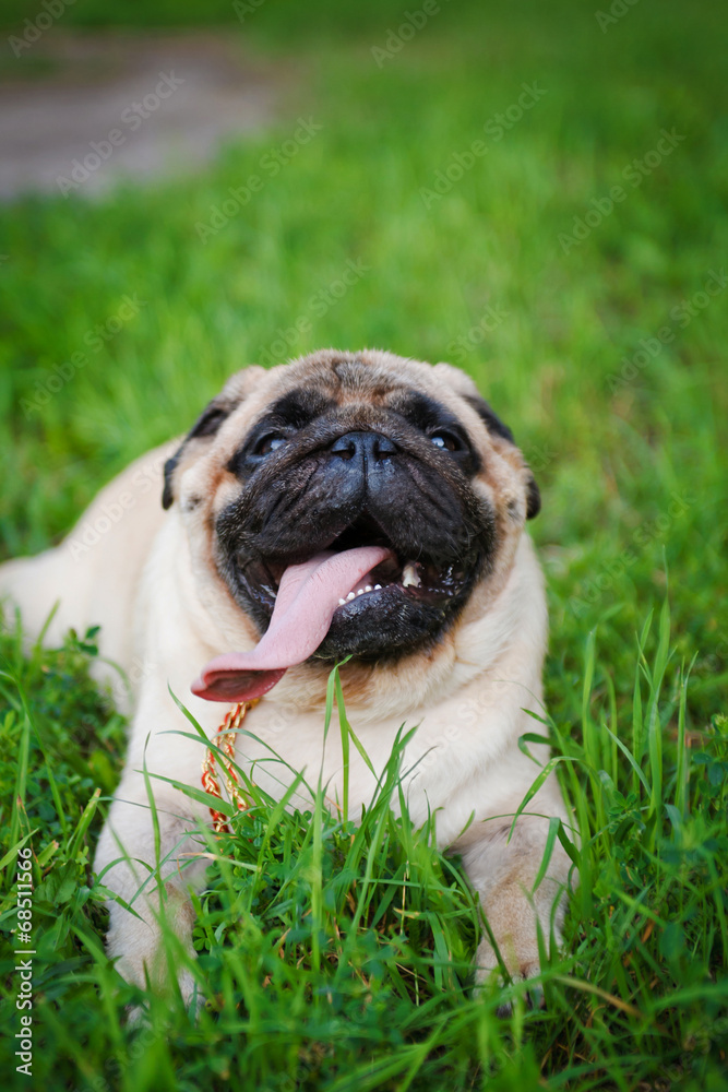 Funny Pug Funny Pug