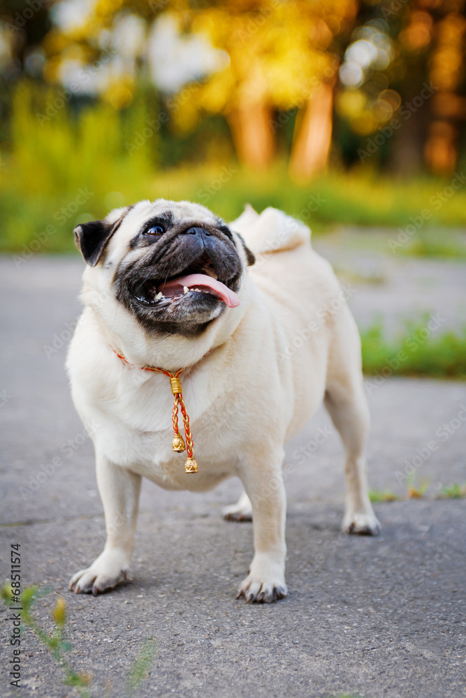 Funny Pug Funny Pug