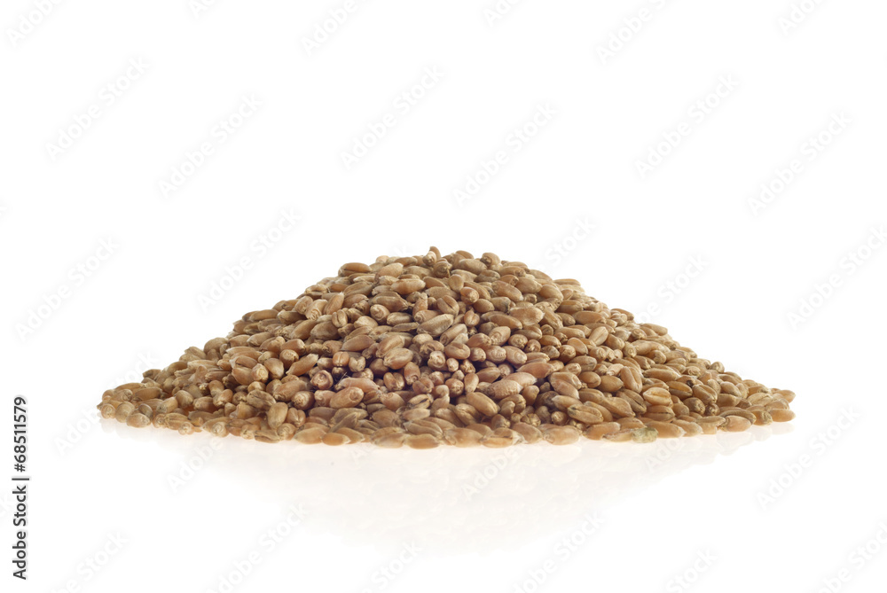 wheat grains on white background wheat grains on white background