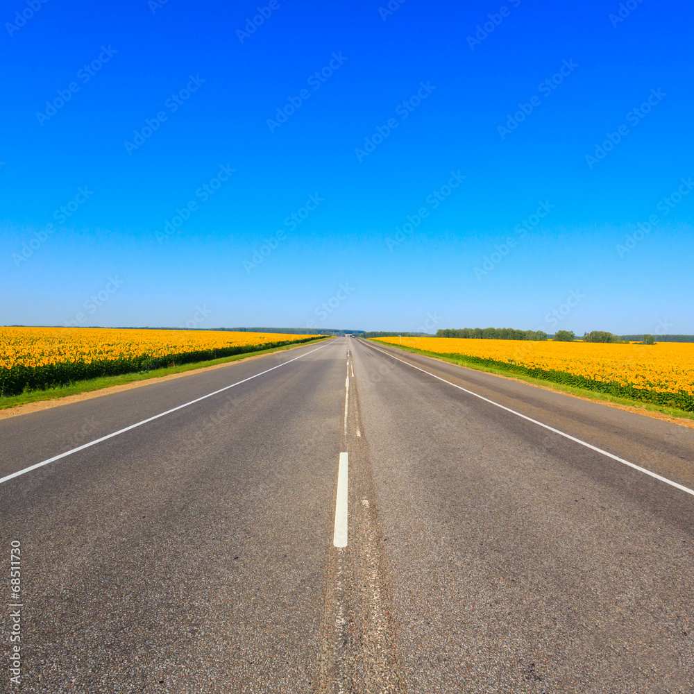 Fototapeta premium sunflower field on background blue sky