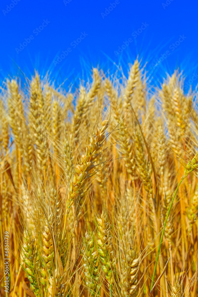 yellow wheat ears on the field yellow wheat ears on the field