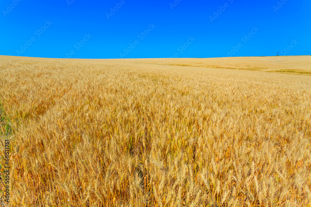 yellow wheat ears on the field