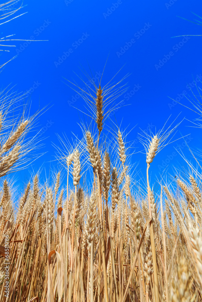 yellow wheat ears on the field yellow wheat ears on the field