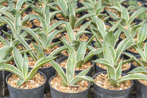 Small agave in Plant cultivation.