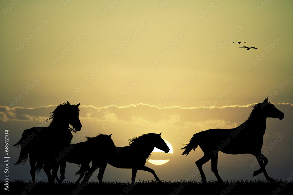 Fototapeta foals gallop at sunset