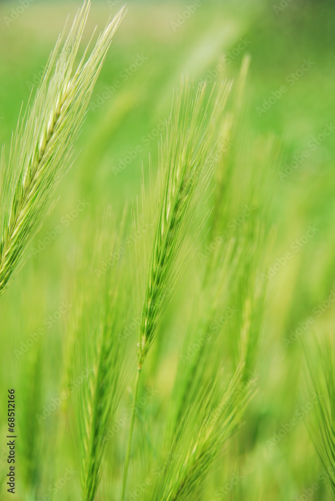 wheat field wheat field